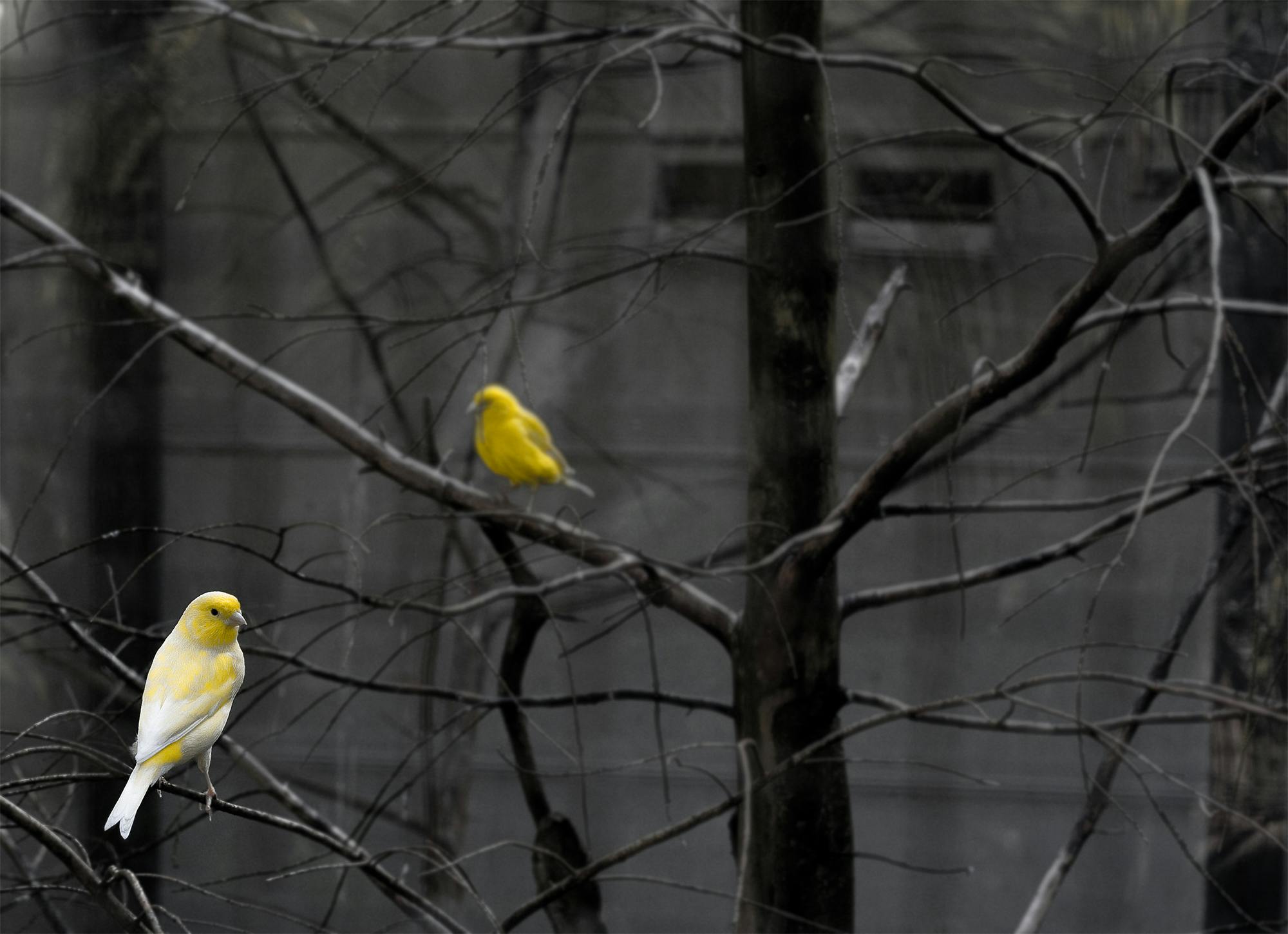 Canary in a coal mine, or how values-based leadership can lead to self-doubt and shame.