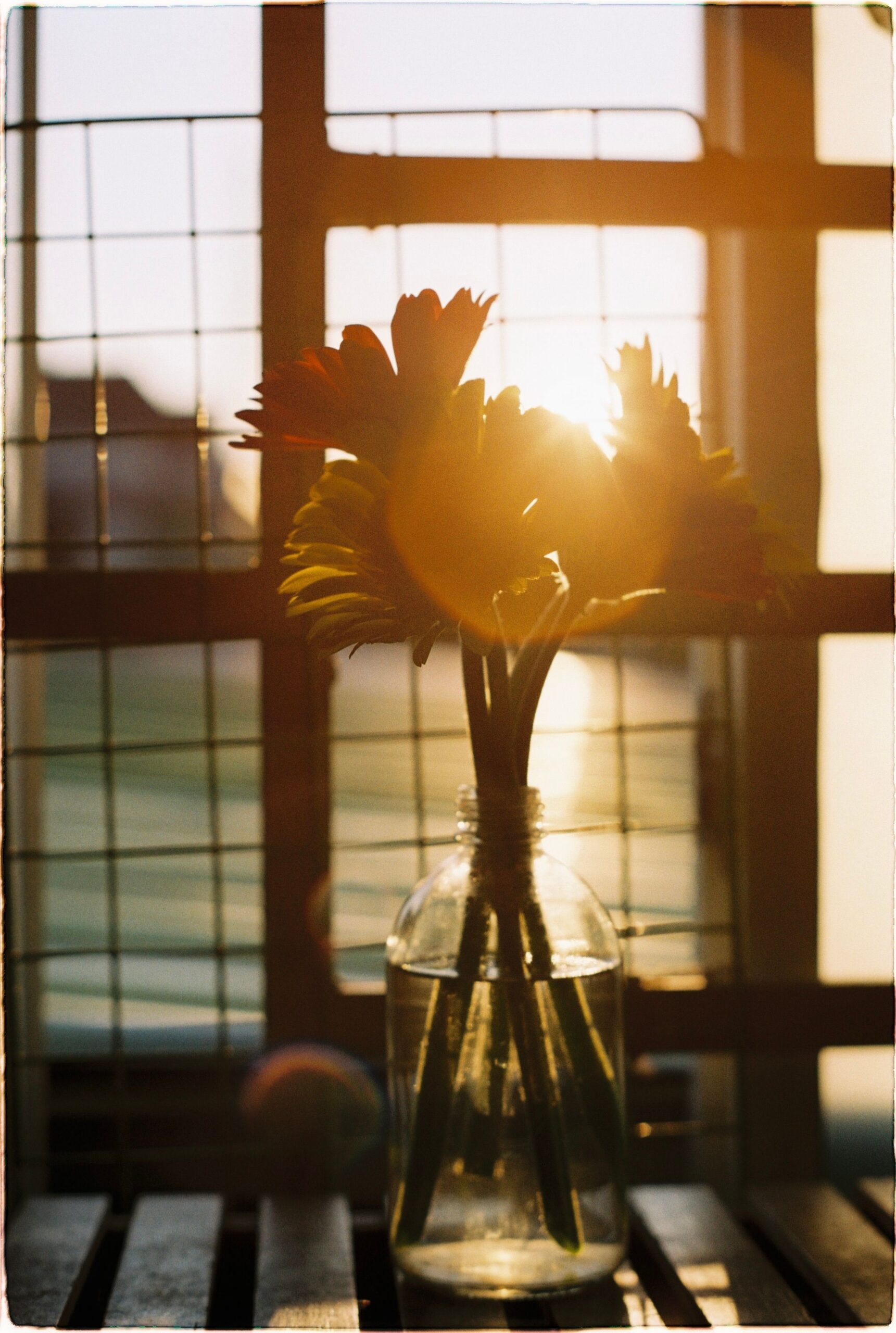 Image of backlit bouquet of flowers in front of a window. Image to relate to the idea of performing productivity for outsiders rather than focusing on the invisible work.